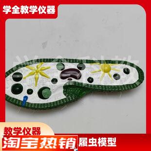 草履虫模型初高中学生物教学x演示实验器材模型教具草履虫解剖模