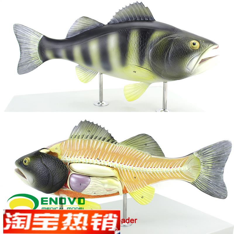 ENOVO正品鱼解剖模型水产养殖专业F科学教学实验模型生物动物模型
