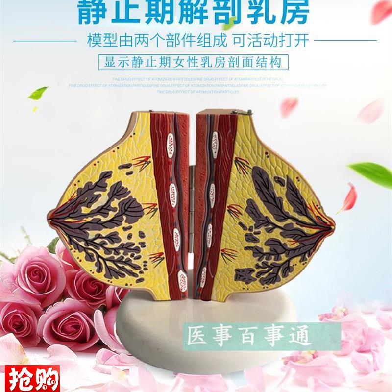 教学仿真女性静止期乳房模型x乳房解剖标本丰胸美容推拿妇科高仿
