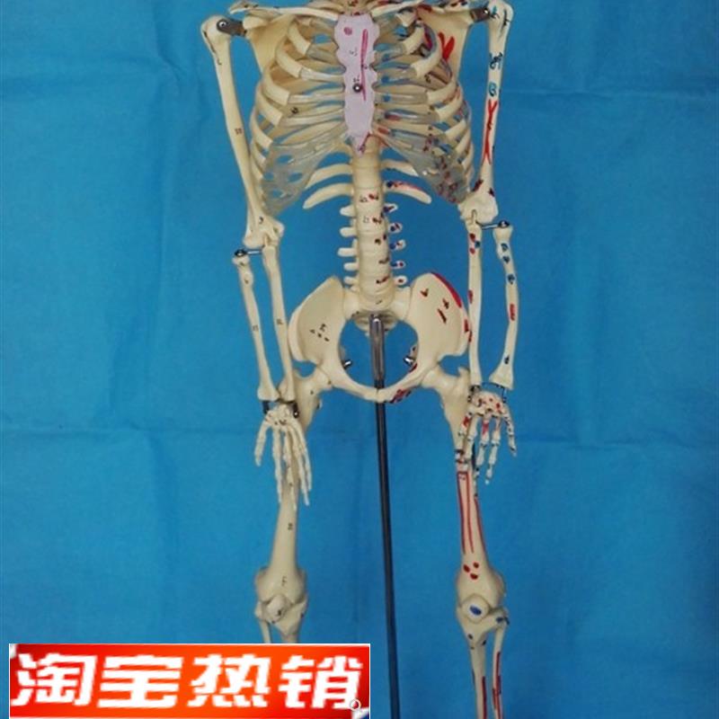 85CM人体骨骼模型肌肉起止点数F字编码骷髅骨架模型医用人体