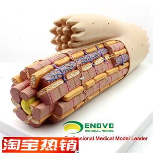 颐诺正品平滑肌解剖放q大模型心肌结构纤维的超微结构肌肉组织