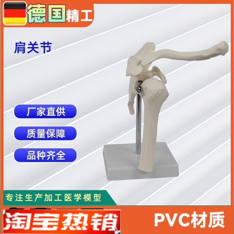 人体关节模型合集人体骨骼H模型教学模型骨骼教具