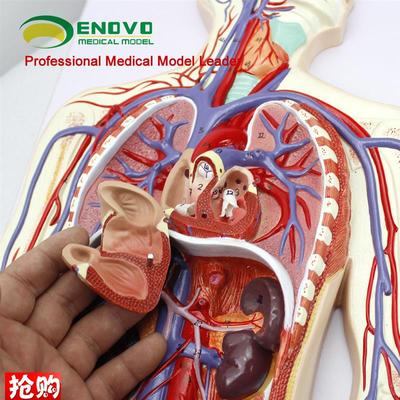 颐诺正品人体血液循环系统模型体肺循环N心血管心脏解剖模型