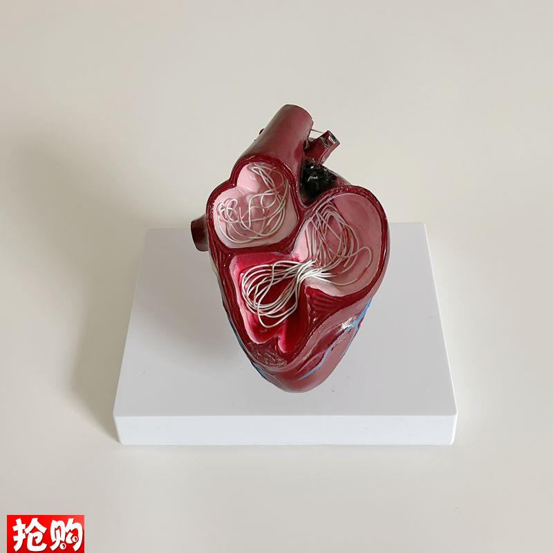康泰模型犬心脏丝虫病宠r物医药促销兽医教学动物医生内脏标本促