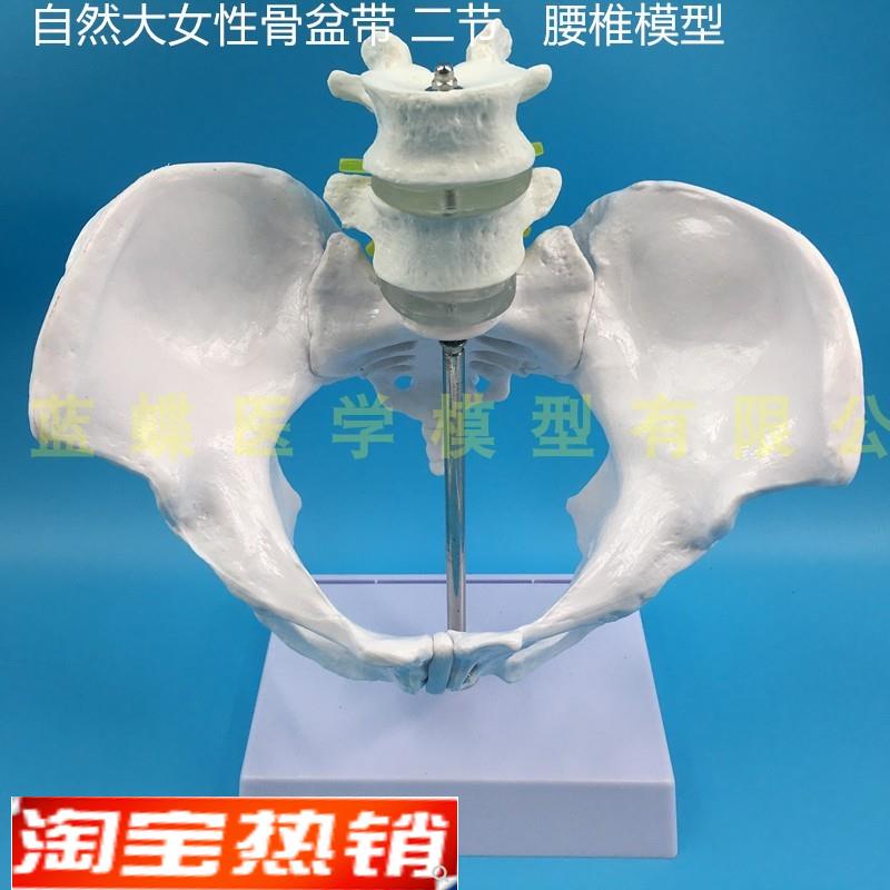 自然大女性骨盆带二节腰椎教学模型F骨盆带腰椎模型仿真骨盆腰