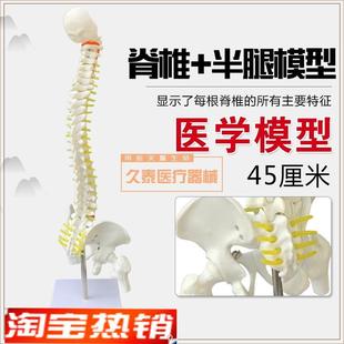 高端医学可活动人k体脊柱正v骨手法练习骨架骨骼脊椎模型45CM高包