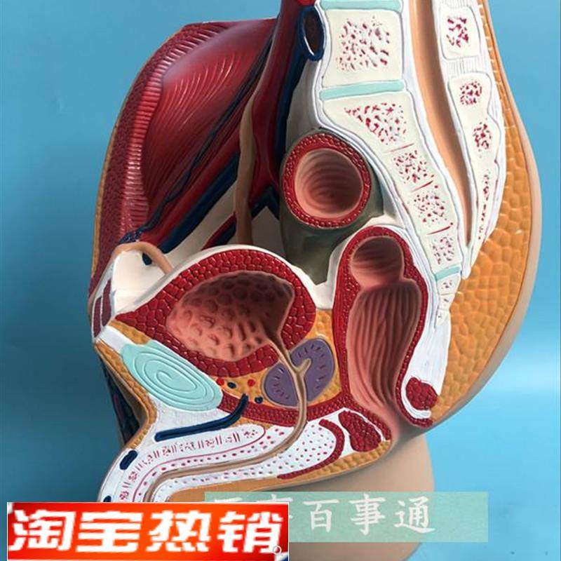 男性盆腔正中矢k状切面人体解剖模型生殖泌尿系统健康计划生育