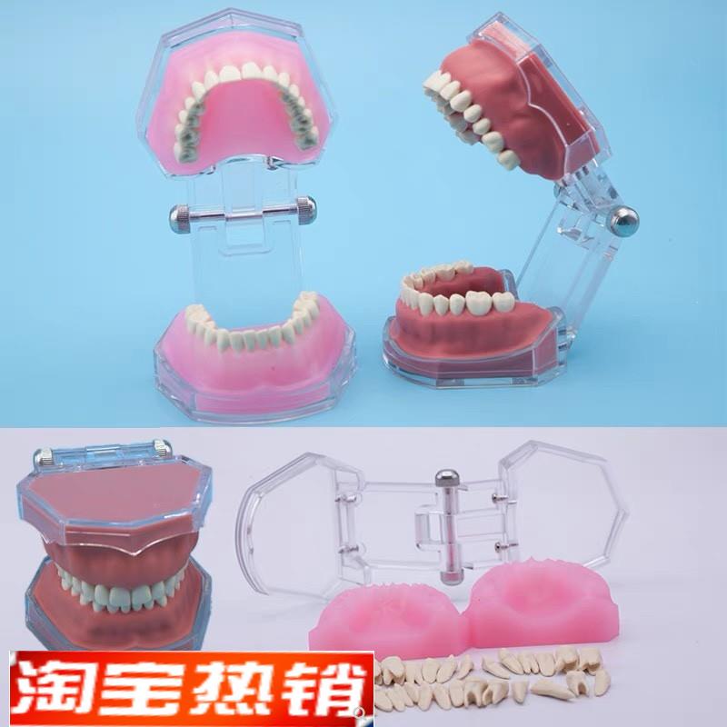 练习全口可拔牙模型离p体牙可拆卸软牙龈牙科口腔教学演示工厂直