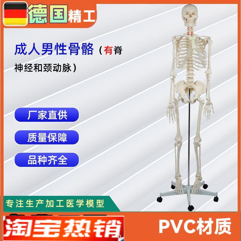 成人男性骨骼附脊神经r和颈动脉全身人体骨骼模型骨骼教学器材