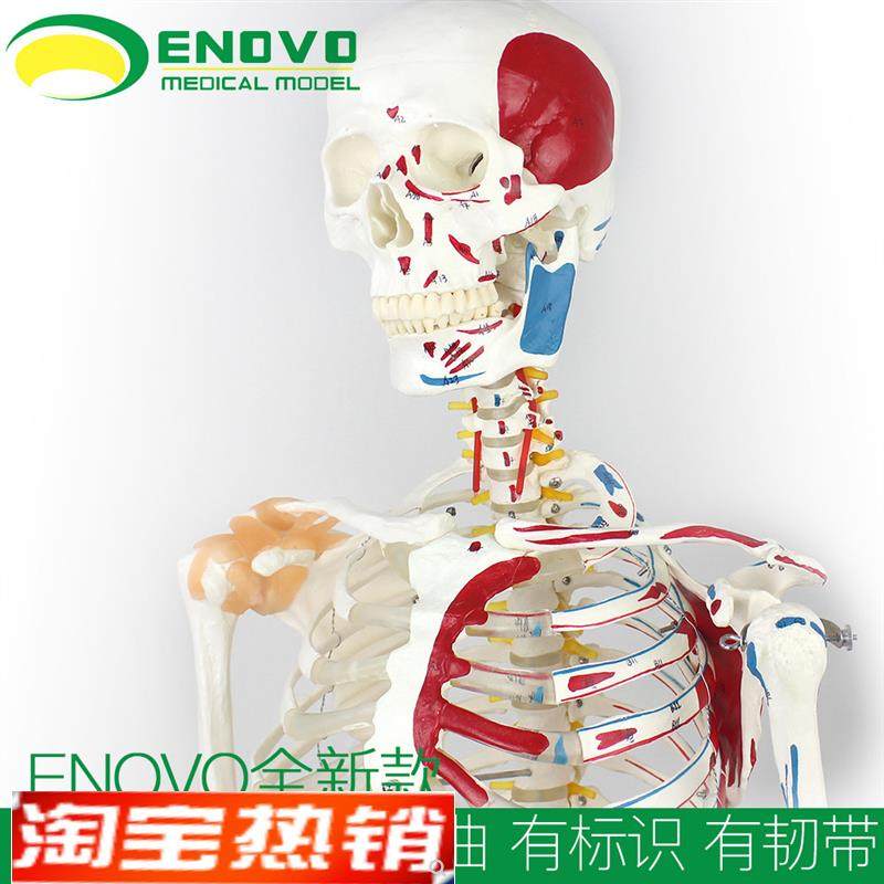 ENOVO颐诺170CM人体骨骼肌肉模型脊柱弯曲医学R用瑜伽健身