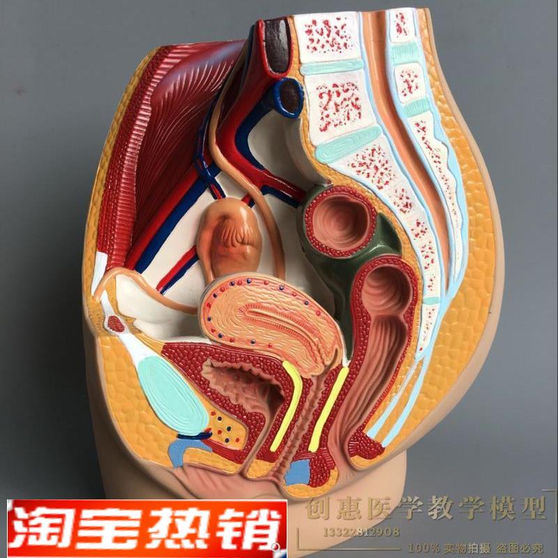 正品女性盆腔解剖模型生殖v泌尿子宫妇科盆腔模型骨盆模型矢状模