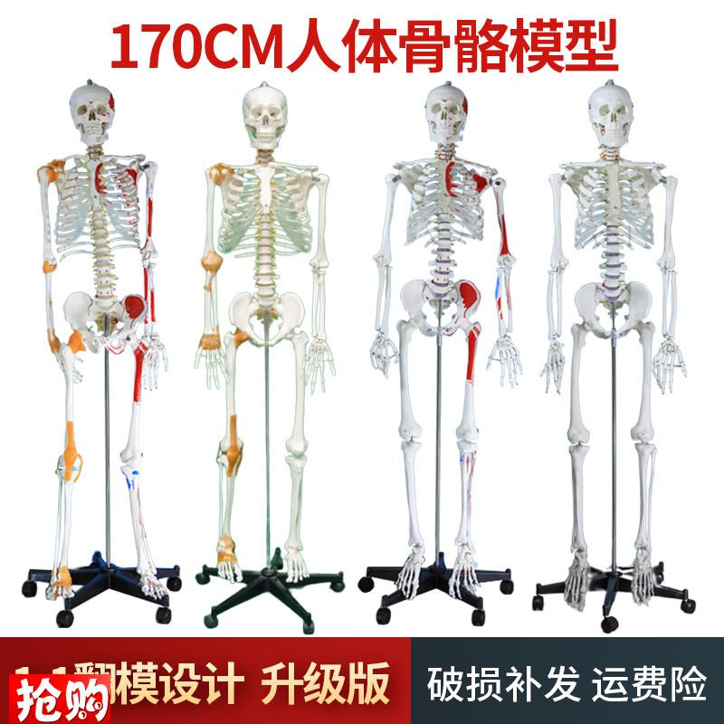 自然大人体骨骼模k型170CM成人大白骷髅标本教学脊椎全身骨架模型