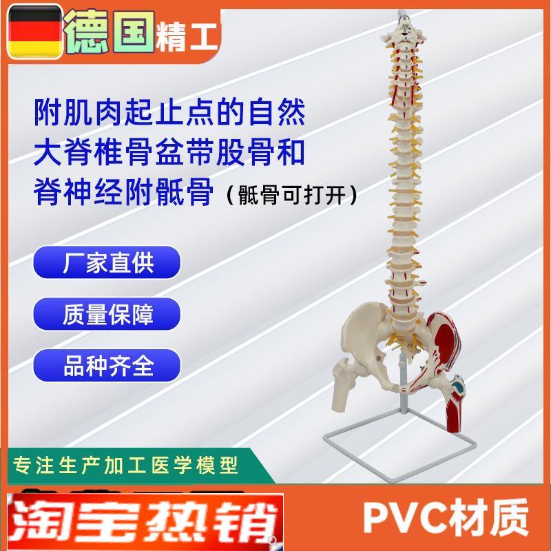 附肌肉起止点的自然大脊椎骨盆z带股骨和脊神经附骶骨可打开的模