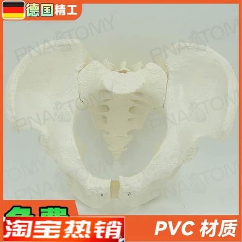 德国】人体男性骨盆骨骼骨架模型1比1大小教V学正骨骨科教具