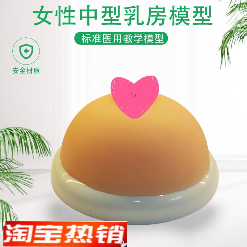 女性乳房模型催乳师培训教学教具A中型硅胶乳房模型医院用演示模