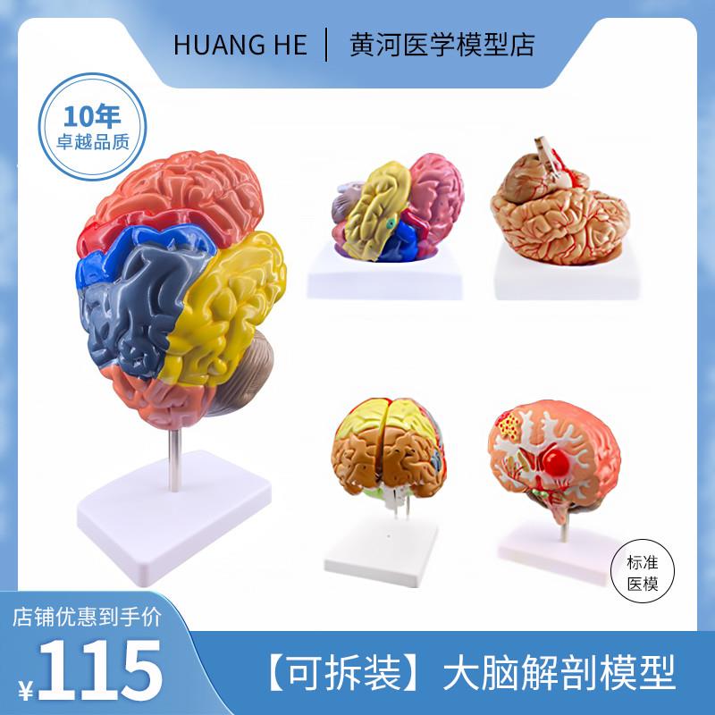 人体器官解剖模型大脑结构层次模块医院学校教学演示摆件可拆分