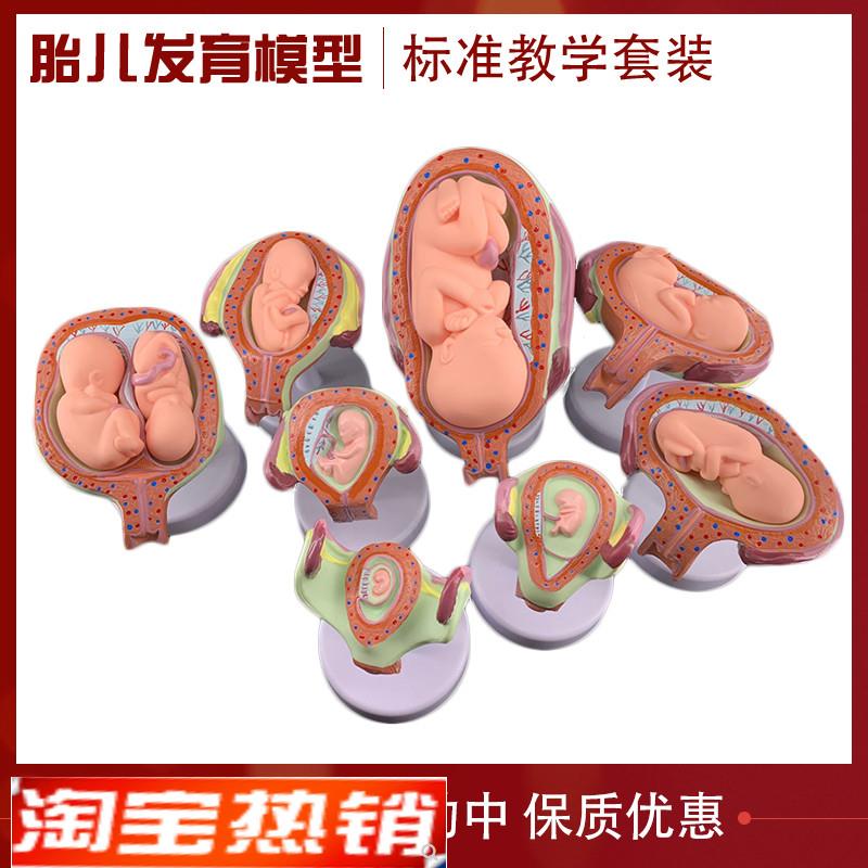 妊娠胚胎发育胎儿形成发育过程模型计划生育胎儿胚Z胎教学模型