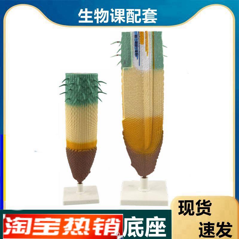 根尖模型植d物根纵剖模型根尖结构放大单子叶植物根双子叶桃花