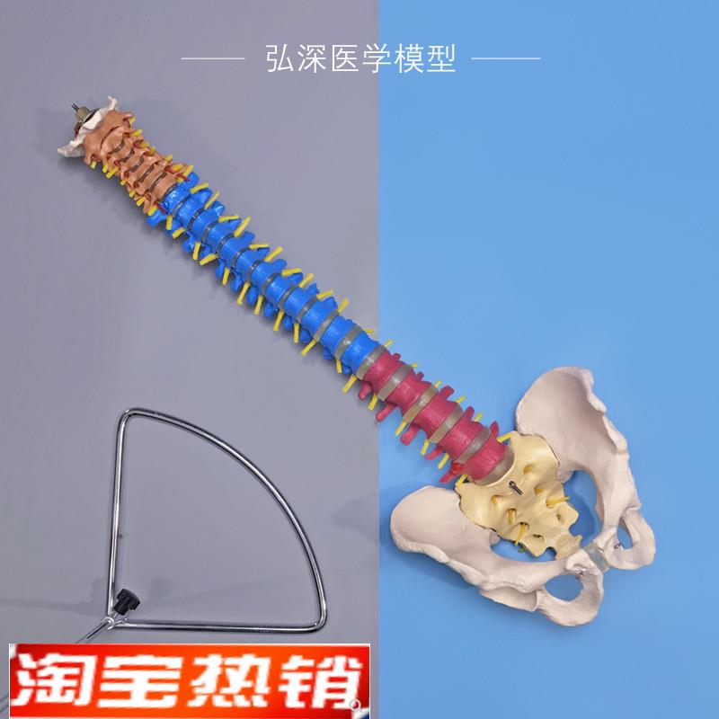 彩色人体脊柱模型带骨盆脊椎间盘神经G1比1颈腰椎中医学正骨科教
