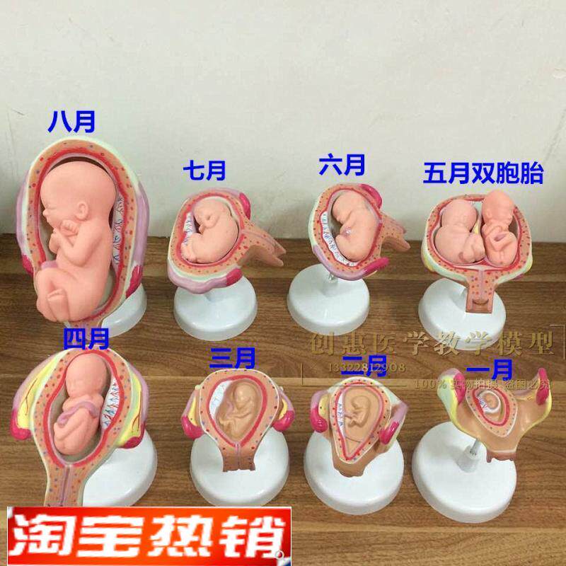 妊娠发育过程模k型胚胎计划生育模型计生展示模型胎儿模型子宫