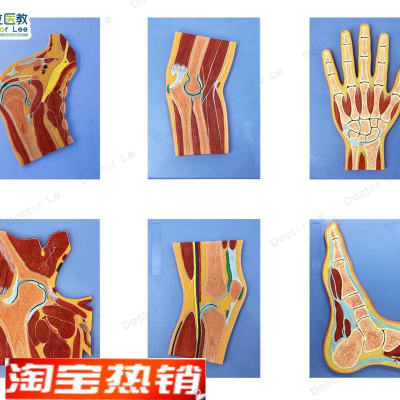 人体断层解剖模型肩肘手髋膝y足关节切面浮雕ct运动解剖模型