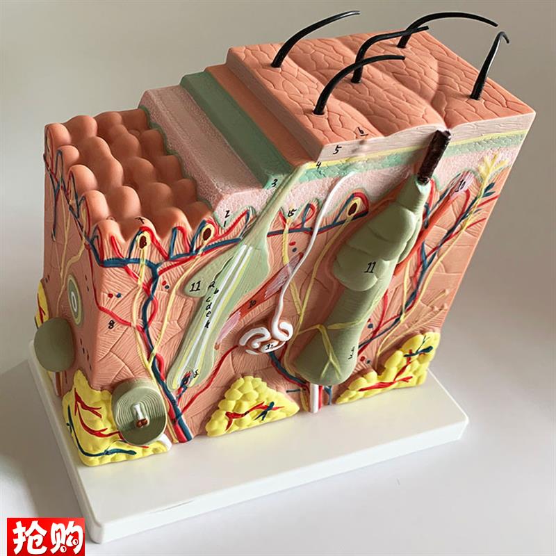 人体皮肤结构f解剖模型表皮层次立体构造缝合真皮表皮皮下组织包