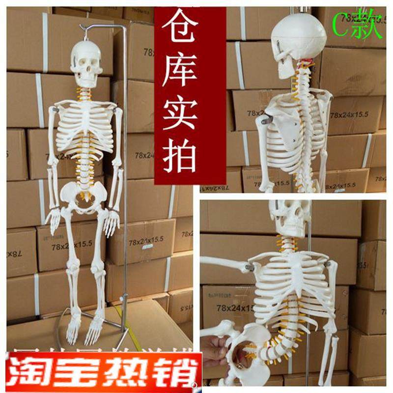正品85CM人体l骨骼模型骷髅骨人骨架标本医用艺用人体骨骼正骨