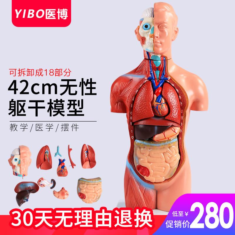 42CM无性躯干模型人体解肌肉消化系统刨模型人体解刨模型可拆卸