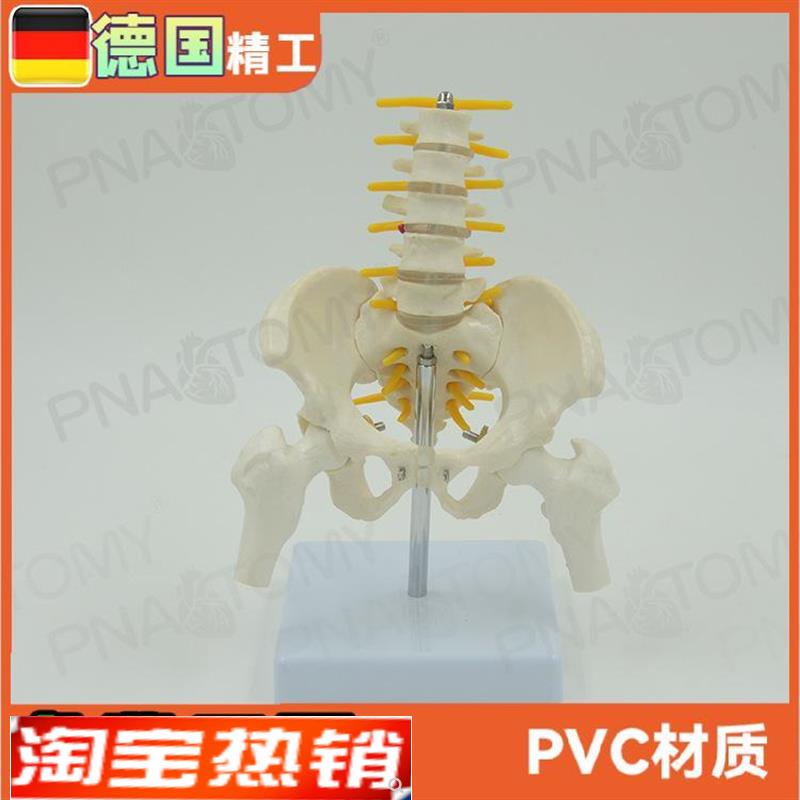 小型5节腰椎带骨盆股骨脊神经骨骼模型N妇产科骨科疼痛科标本