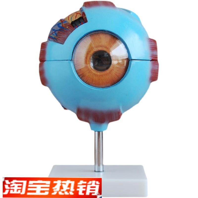 眼球模型送眼q科解剖图XC316,文具电教/文化用品/商务用品,教学仪器/实验器材,淘宝优惠券,粉丝福利购,淘宝优惠卷