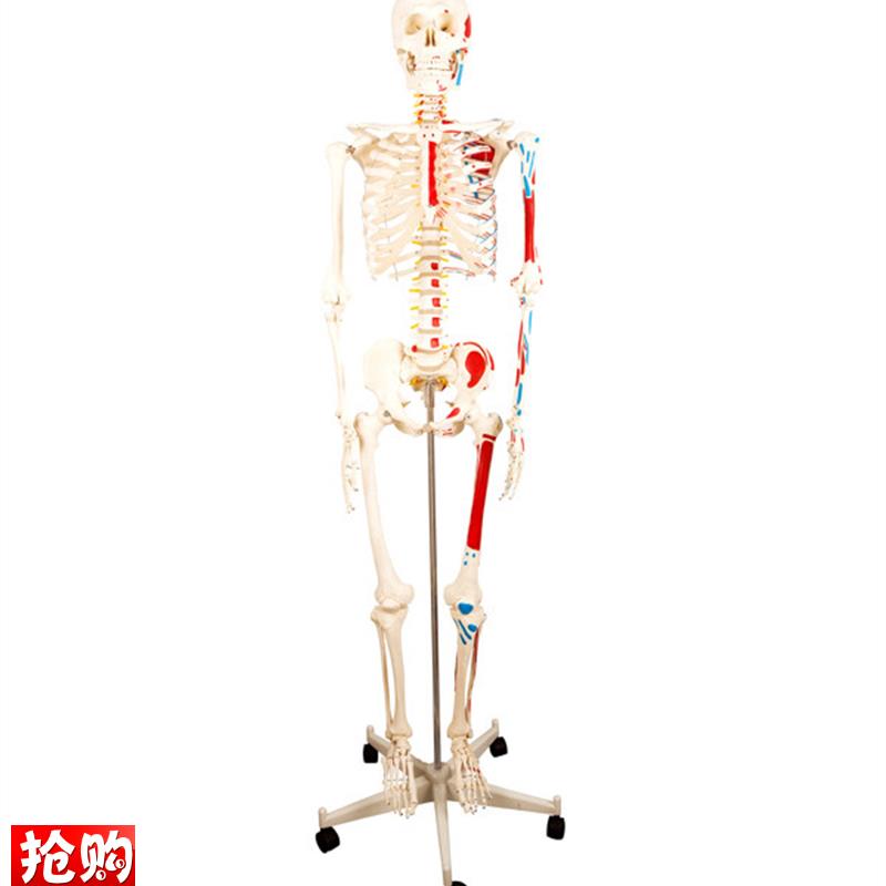 医学170CM人体骨骼模型肌肉骨架标本P解剖脊柱骨科教学具