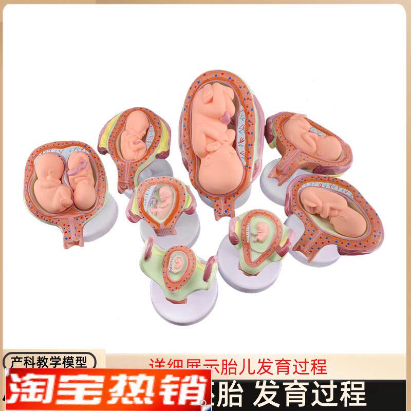 妊娠发育过程模型胚胎计划生育模型H胎儿发育过程模型子宫解剖
