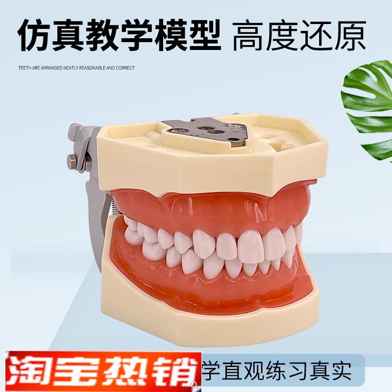 牙齿模型口腔牙科模具医生w练习考试树脂缝可拆卸离体标准假备牙