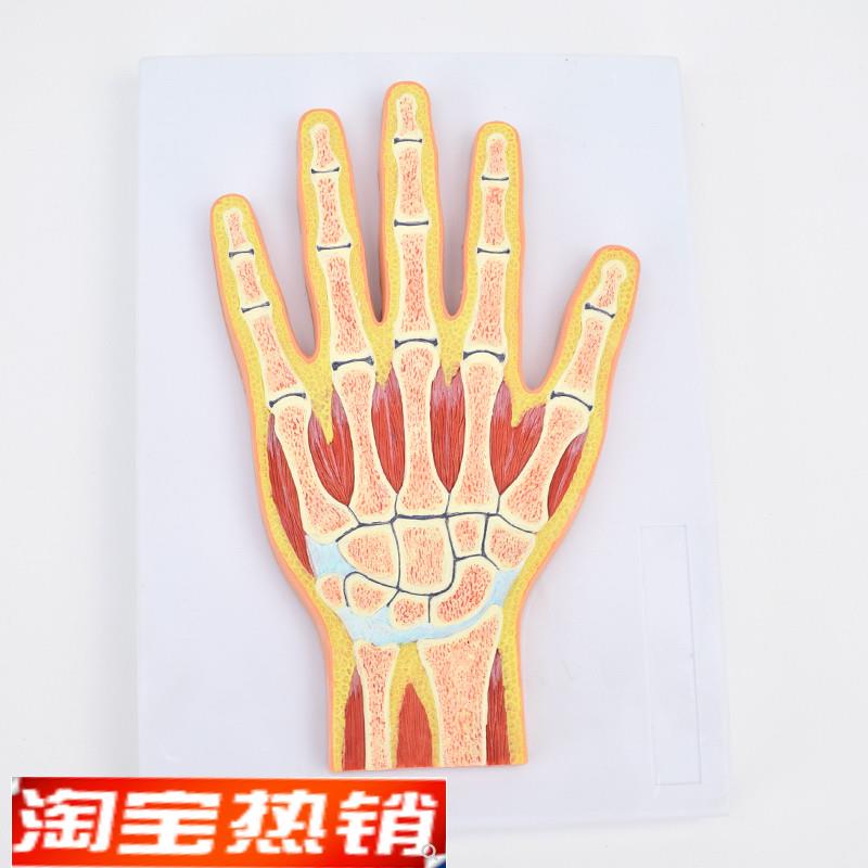 ENOVO颐诺医学用人体手关节肌肉模型腕关L节剖面RI关节肌肉骨骼