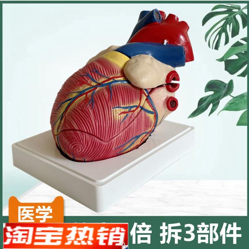 人体心脏模型g放大3倍拆3件主动脉瓣二尖瓣仿真塑胶心血管医用解