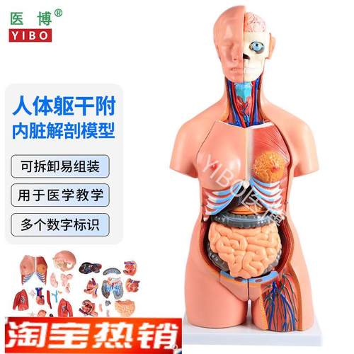 医博人体躯干解刨模型带内脏人体解肌肉消化系统刨模型人体解刨模