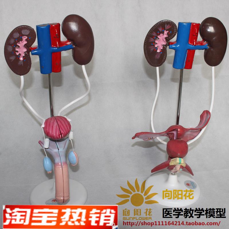 向阳花正品泌尿生殖系统D解剖模型厂家直销包邮