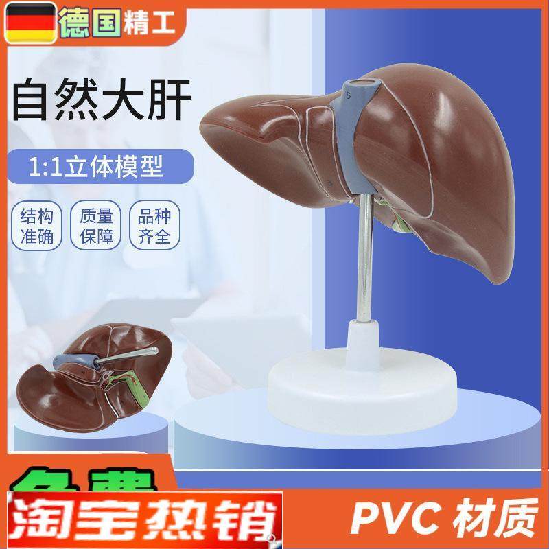 德国肝脏模型肝胆胰脾解剖器官模型教学展示礼品U医药人体内脏教
