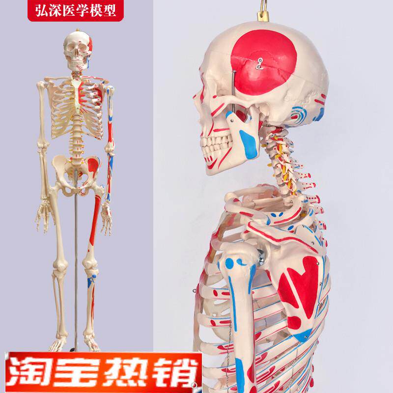 人体全身b骨骼模型180cm大骨架骷髅骨头架子脊柱关节血管神经骨科