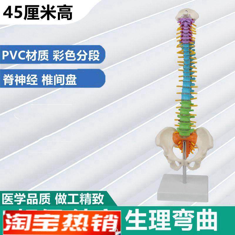 45厘米高脊柱模型彩色脊椎骨盆腿骨便携式M健身瑜伽培训用正骨推,玩具/童车/益智/积木/模型,其他模型玩具,淘宝优惠券,粉丝福利购,淘宝优惠卷