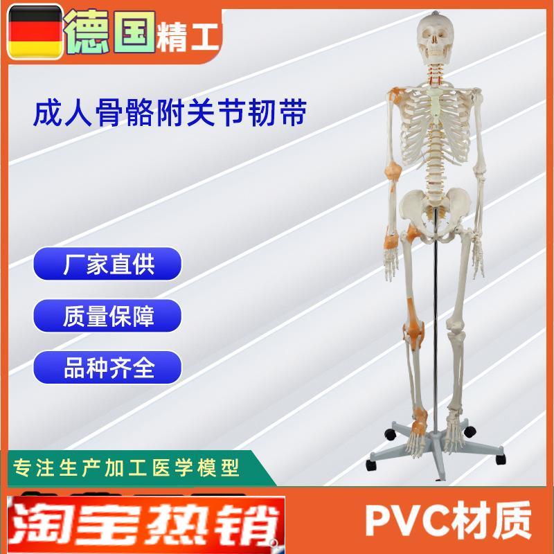 德国精工】成人骨骼附关节韧带模型医学教学器材W实验演示模型