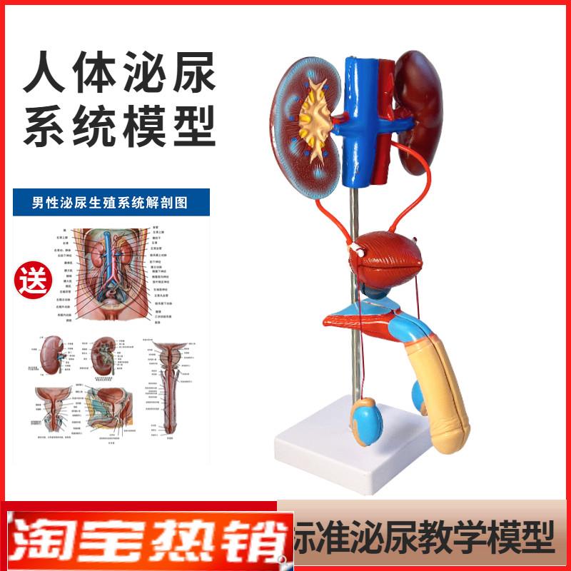 男性女性a泌尿生殖系统模型肾脏解剖模具膀胱输尿管结构造立体教