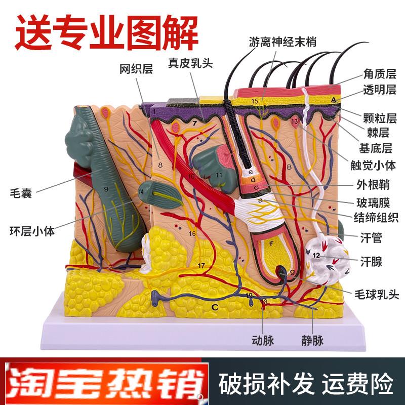 50倍人体皮肤组织结构放大解剖模型医学美容整形立V体皮肤放大模
