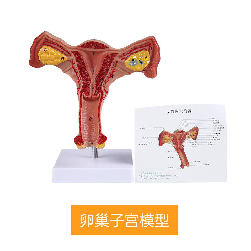 人体子宫模型g逼真阴道子宫输卵管卵巢解剖模型健康教育实训用具
