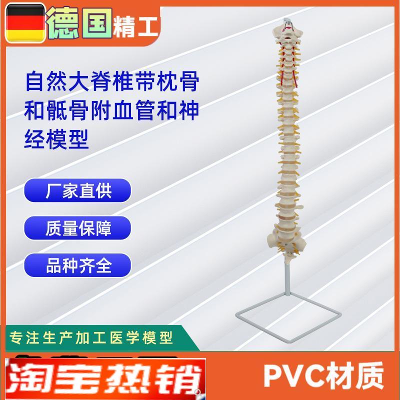 人体自然大脊椎l模型合集人体骨骼模型教学演示用品