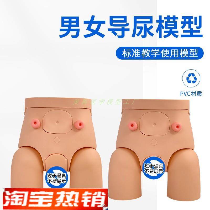 高级男性导尿模型男女性内外生殖器G解剖人体泌尿生殖系统模型