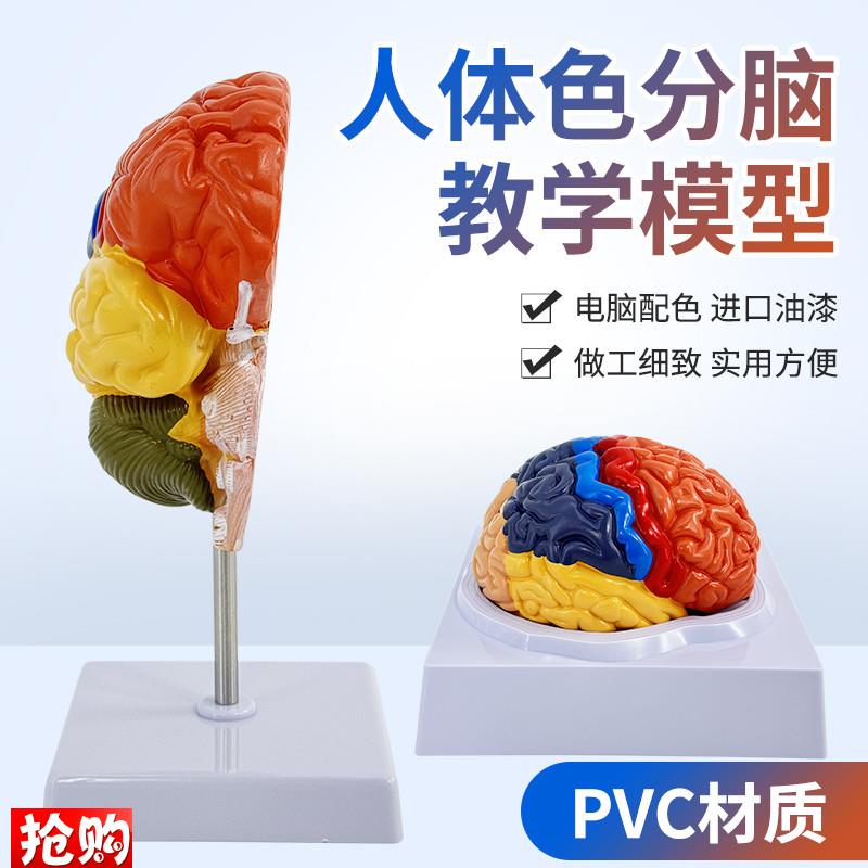 教学仿真脑模型脑分区功能分v区脑皮质标本彩色脑模型大脑皮层教