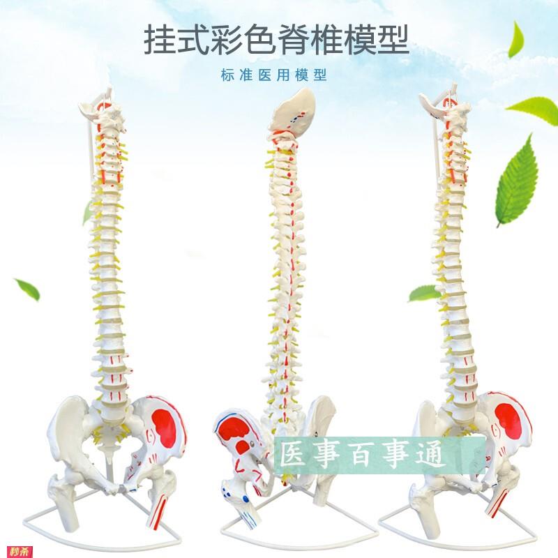 骨骼解剖模型脊椎模型颈椎模型盆骨模型腰椎模型关节模型包邮