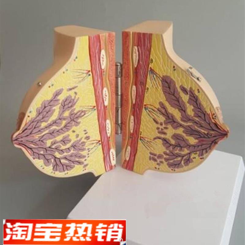 哺乳期女性乳房解剖o模型人体胸部模具剖面结构妇科示教教学标本