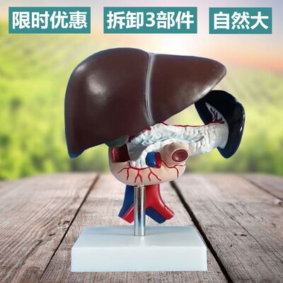 病理肝脏模型1比1胰腺脾脏十二指肠消化系N统病理胆囊胆管血管拆